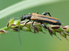 Oedemera femorata