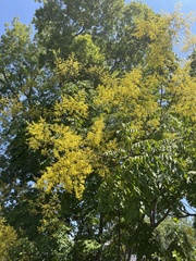 Koelreuteria paniculata