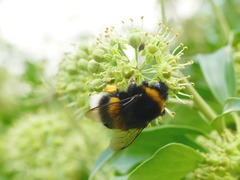 Bombus