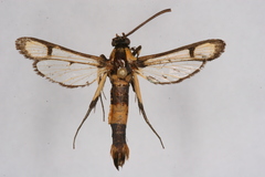 Synanthedon bosqi