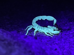 Paravaejovis spinigerus