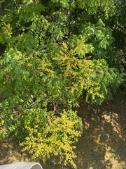 Koelreuteria paniculata