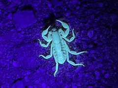 Paravaejovis spinigerus