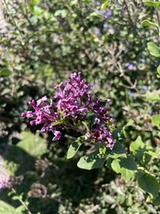 Syringa