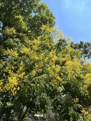 Koelreuteria paniculata