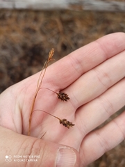 Carex limosa