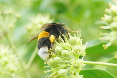 Bombus