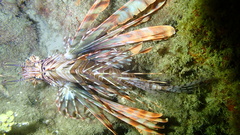 Pterois volitans
