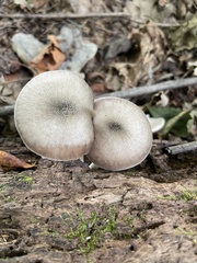 Pluteus americanus
