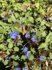 Ceratostigma plumbaginoides