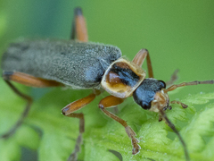 Cantharis nigricans