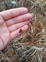 Carex limosa