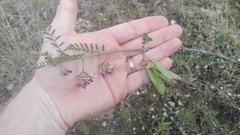 Lessertia brachystachya