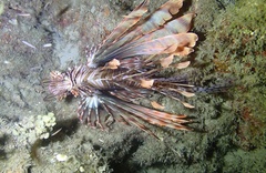Pterois volitans