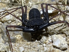 Paraphrynus carolynae