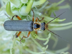 Cantharis nigricans