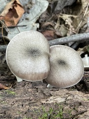 Pluteus americanus