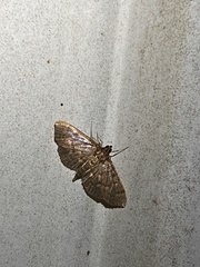 Psara obscuralis