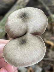 Pluteus americanus