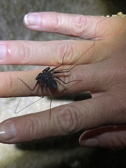 Paraphrynus carolynae