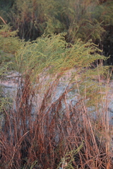 Artemisia arenaria