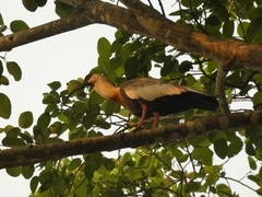Theristicus caudatus