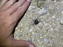 Paraphrynus carolynae