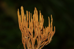 Phaeoclavulina eumorpha