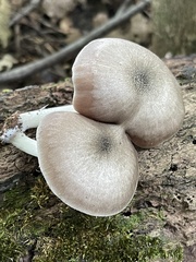 Pluteus americanus