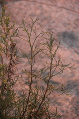 Artemisia arenaria