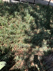 Malephora crocea