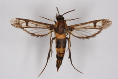 Synanthedon bosqi