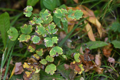 Thalictrum venulosum