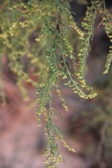 Artemisia arenaria