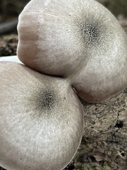 Pluteus americanus