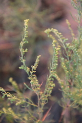 Artemisia arenaria