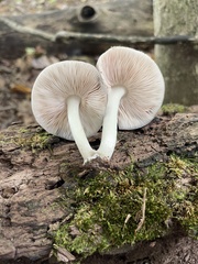 Pluteus americanus