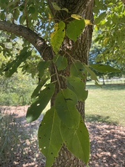 Diospyros