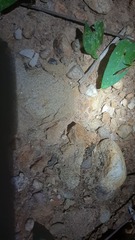 Eumodicogryllus bordigalensis