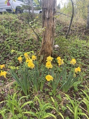 Narcissus