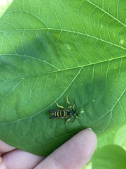 Pennisetia marginatum