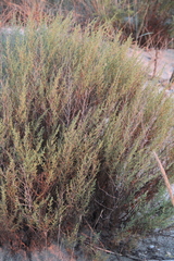 Artemisia arenaria