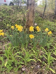Narcissus