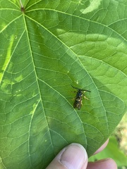 Pennisetia marginatum