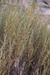Artemisia arenaria