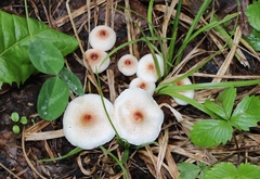 Lepiota cristata