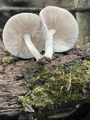 Pluteus americanus