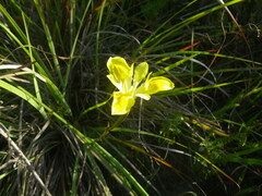 Moraea fugax