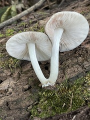 Pluteus americanus