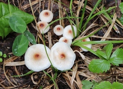 Lepiota cristata